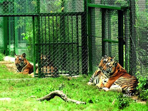 Miracle babies find a home at the Lucknow Zoo | Lucknow News - Times of India