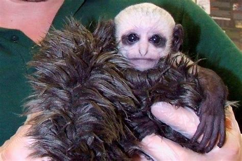 See this weird looking baby monkey that was delivered by c-section(photos)