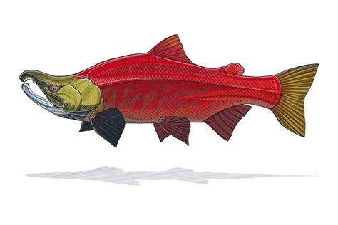 Sockeye Salmon Print | Salmon drawing, Fly fishing art, Trout art