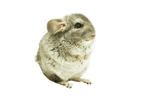 Chinchilla Rodent Adorable Chinchilla, Whisker, Small, Mammal PNG ...