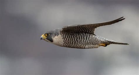 Peregrine Falcon Pictures - AZ Animals