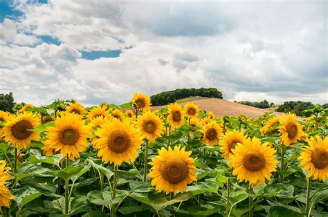 HD wallpaper: sunflowers, field, hill, sunflower field, summer, nature ...