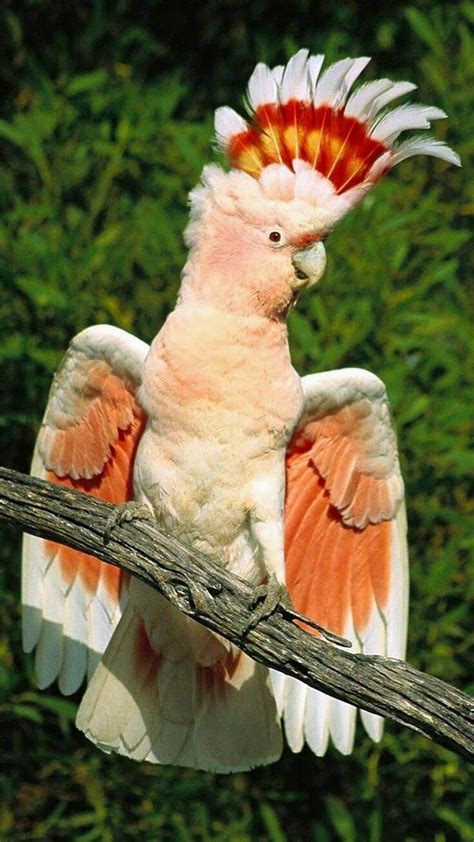 Major Mitchell cockatoo | Animals beautiful, Pet birds, Animals