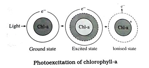 Chlorophyll Drawing