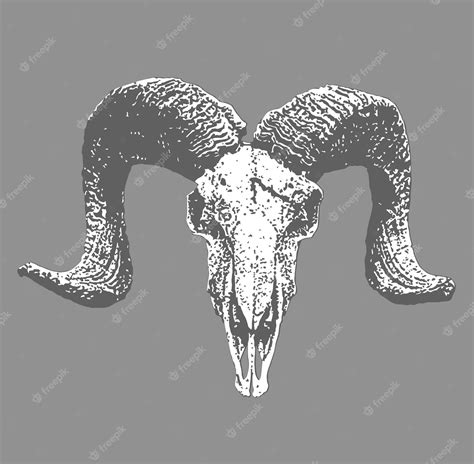 Premium Vector | A ram skull with the horns drawn on it.