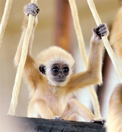 Baby Gibbons Ape: From Super Ugly To Super Cute