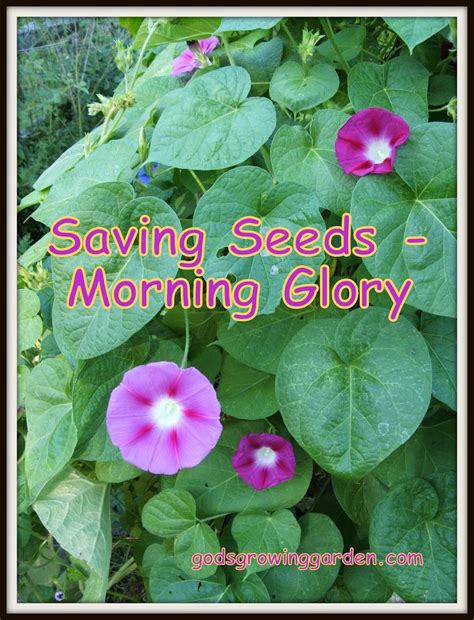 God's Growing Garden: Saving Seeds - Morning Glory