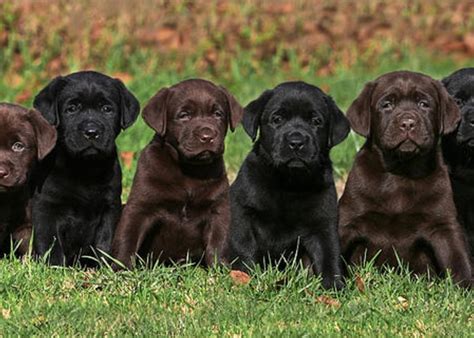 26+ Labrador breeders near me ideas