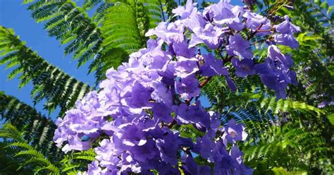 Jacaranda Mimosifolia Flowers