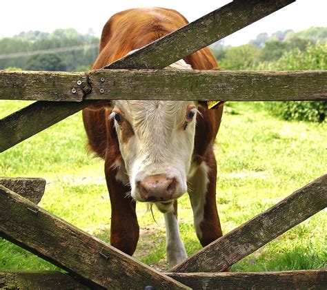 Cow And Gate | Formulaic shot! | David | Flickr