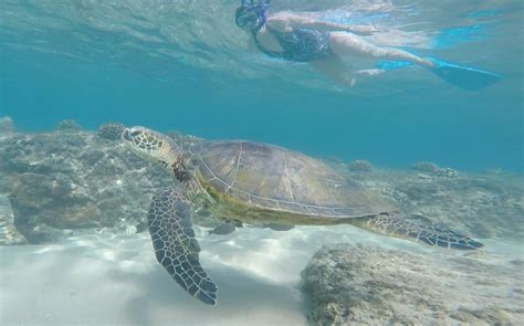 Snorkel & swim with turtles at Napili Bay, Maui | Napili bay, Maui, Kauai