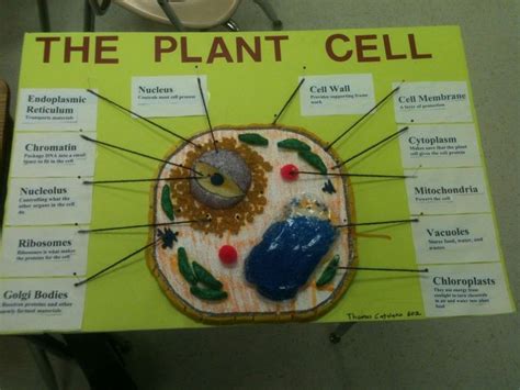 Amazing Cell Project | Plant cell, Plant cell project, Cells project