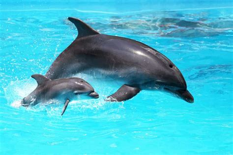 Michael Phelps Vs. Dolphin: A Race For Aquatic Supremacy