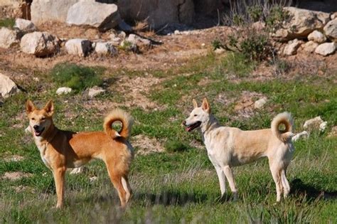 A fight to save Israeli dogs | Dogs, Girl and dog, Canaan dog