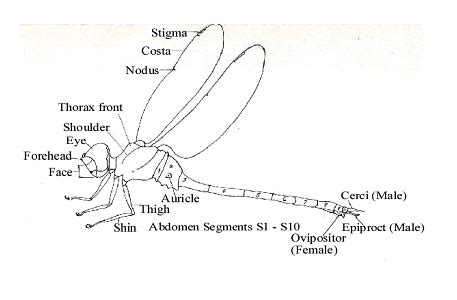 Evolution and Ancestors Dragonfly