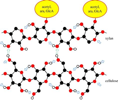 Structure of native cellulose microfibrils, the starting point for nanocellulose manufacture ...