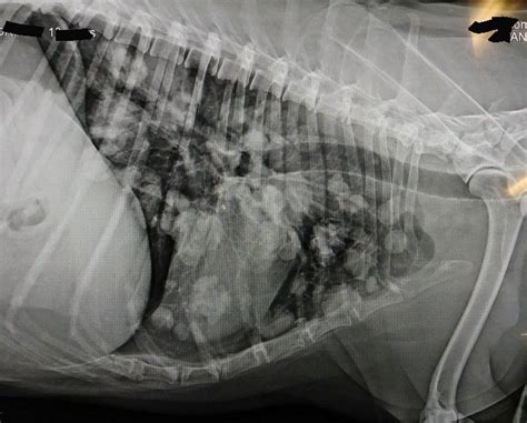 This is a "textbook" radiograph of masses found in lungs of a dog. | Radiographer, Veterinary ...