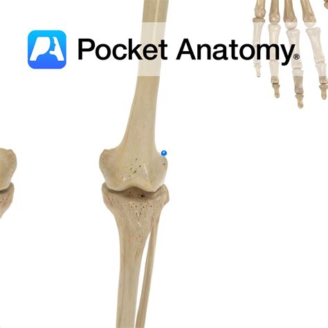 Femur - lateral epicondyle - Pocket Anatomy