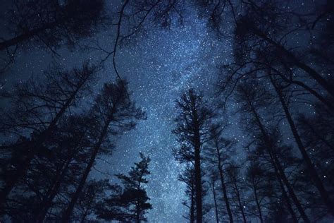 Trees Go to 'Sleep' at Night, New Study Shows | Beautiful night sky ...