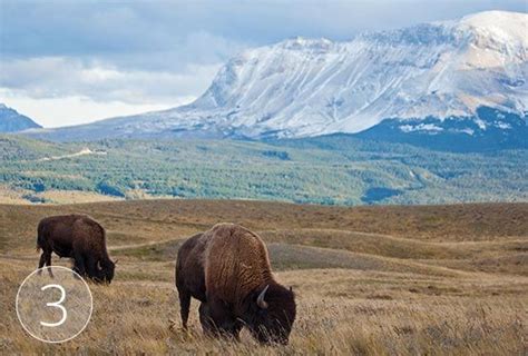 waterton lakes wildlife | Things To Do In Waterton | Brewster Travel Canada Waterton Lakes ...