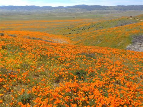 Antelope Valley Poppy Reserve, Southern California. 26th March 2019. When the battery on your ...