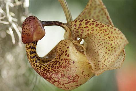 Coryanthes Orchid ("Bucket Orchid")