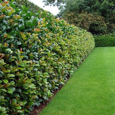 image hedge laurel | ... All Hedging A-Z by Species › Laurel Hedging ...