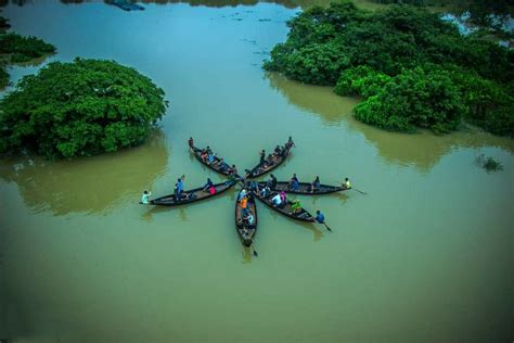 Ratargul Swamp Forest: The Green Mystery & Discussion Of Plants (Part 2) : Plantlet