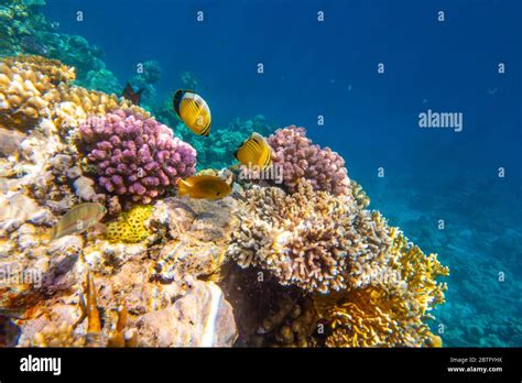 Tropical Fish on coral reef in Ras Mohammed national park, Egypt Stock Photo - Alamy