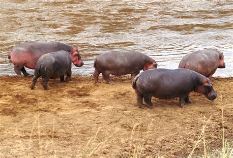 Kenia, África. “Un herbívoro, el animal vertebrado más peligroso de ...