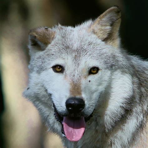 Wolf With A Folded Ear | Grey Wolf. Dublin Zoo. Phoenix Park… | Flickr