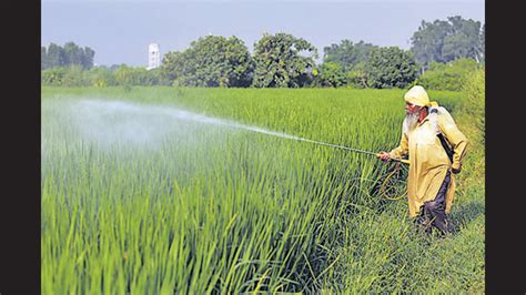 Paddy crop over 34K hectares hit by dwarf disease in Punjab; 5% crop loss likely - Hindustan Times