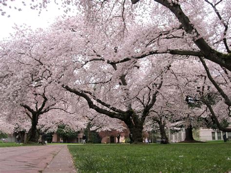 Prunus x yedoensis 'Yoshino Cherry Tree' - Hello Hello Plants & Garden ...