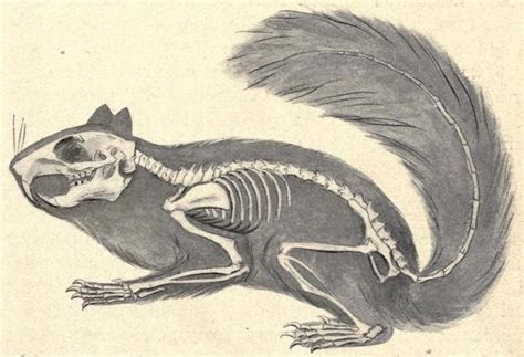 Skeleton of the squirrel, showing its relation to... - Biomedical ...