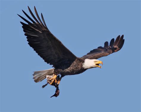 Leave the fog behind… | Pacific Coast Peregrine Watch