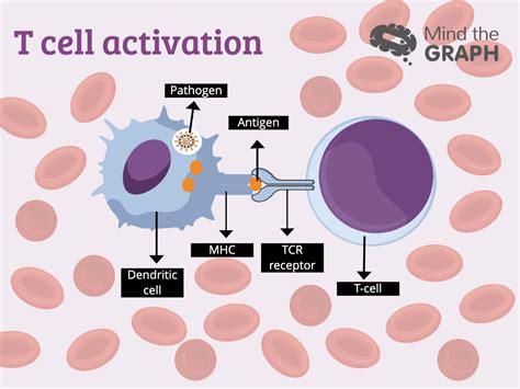 Ppt T Cell Biology T Cell Development T Cell Activation T Cell | The Best Porn Website