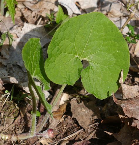 Wild ginger | Identify that Plant