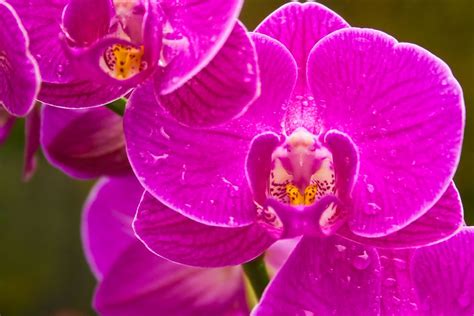 Purple Orchids Types | Purple orchids, Types of orchids, Orchid flower