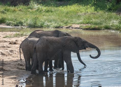 Elephants at Watering Hole Stock Photo | Adobe Stock