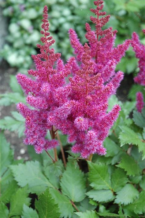 steingg.com | Astilbe, Shade perennials, Plants