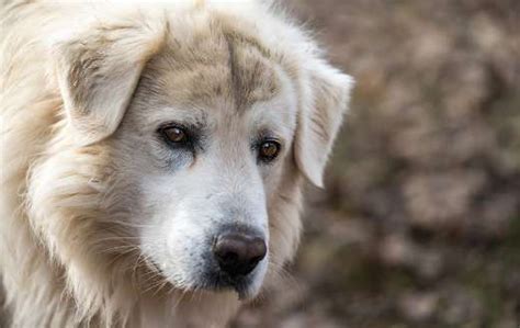 Maremma sheep dog - Online Jigsaw Puzzles