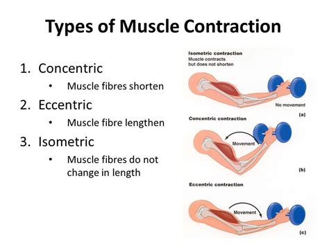 Isometric Contraction, Types Of Muscles, Bicep Muscle, Contractions ...