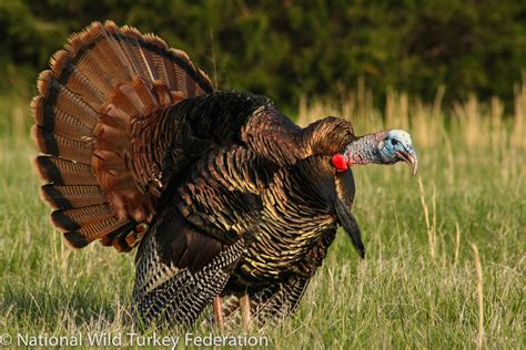 4 Tricks for Gobbling in a Gobbler | OutdoorHub