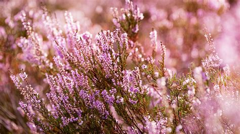 Heather Flower Meaning