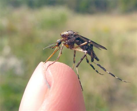 How to Get Rid of Giant Gallinipper Mosquitoes - Control - Large / Huge Mosquito