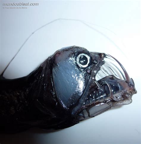 Dragonfish