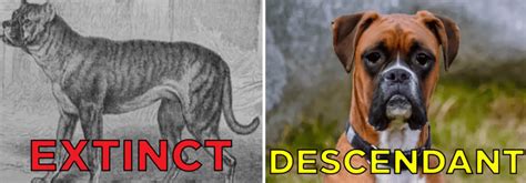15 Extinct Dog Breeds That You Probably Don’t Know About