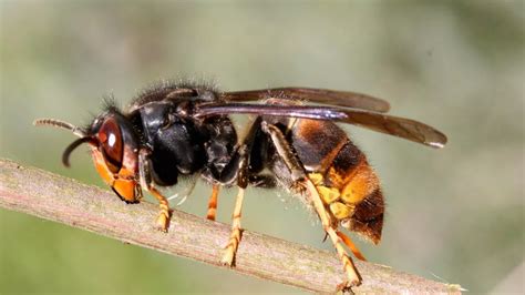 Killer Asian hornets nest found on UK soil for the first time with ...