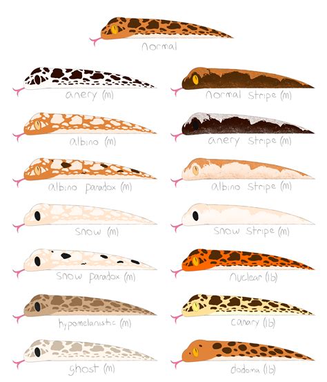 Kenyan Sand Boa morphs/patterns by Toenailish on DeviantArt