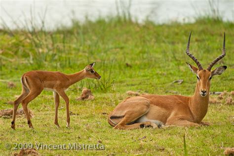 Impala Antelope | Vincent Mistretta's Blog